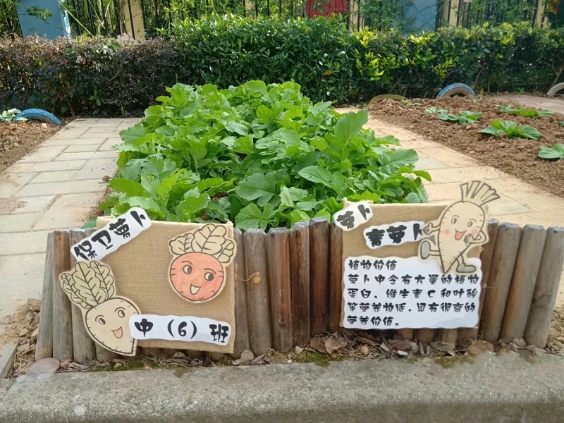 幼儿园小农场设计